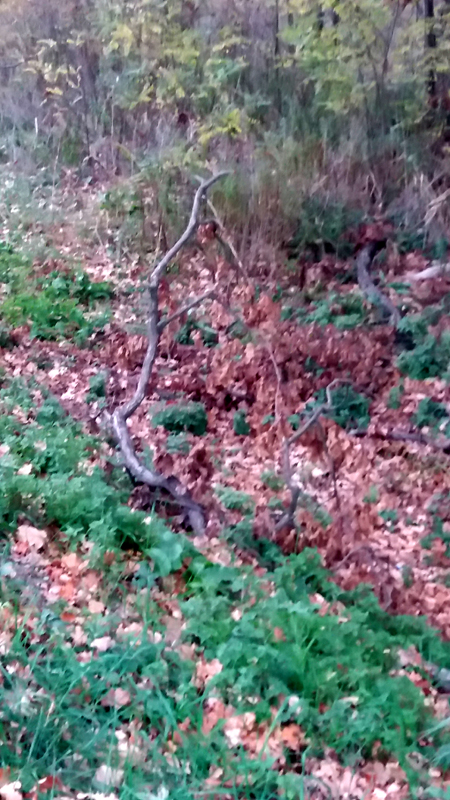 20171104_154206