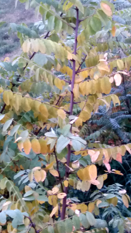 20171104_161456